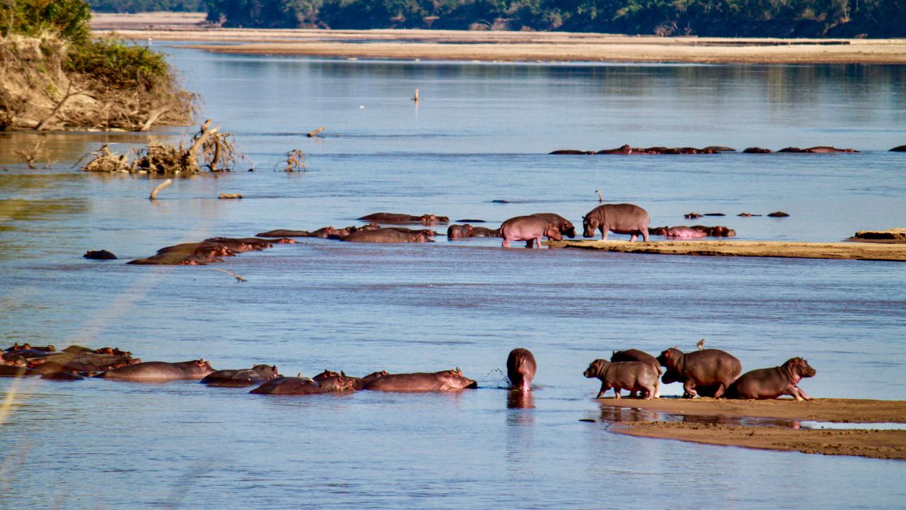 Wide view of river filled with hippos in and out of the water, South Luangwa National Park, Zambia.