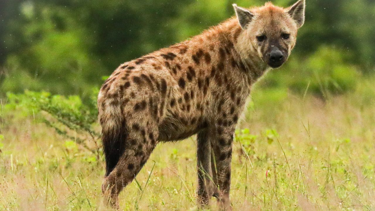 Hyena looking back over right shoulder toward camera in lush green grass, South Luangwa National Park, Zambia.