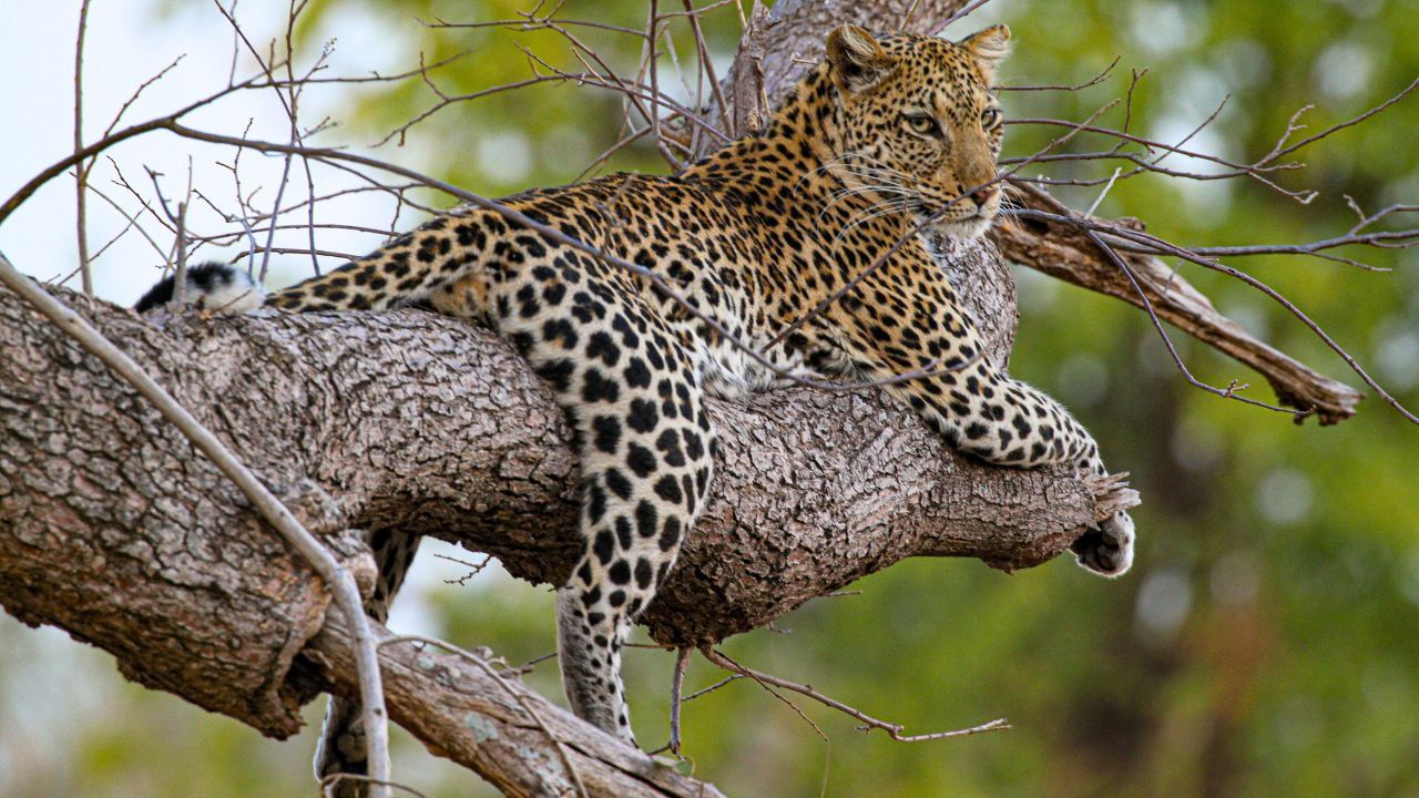 Cheetah lying high in a tree surveying the land, South Luangwa National Park, Zambia.