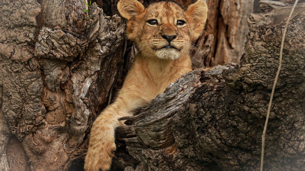 Lion cub playing among tree stumps, facing forward, South Luangwa National Park, Zambia.