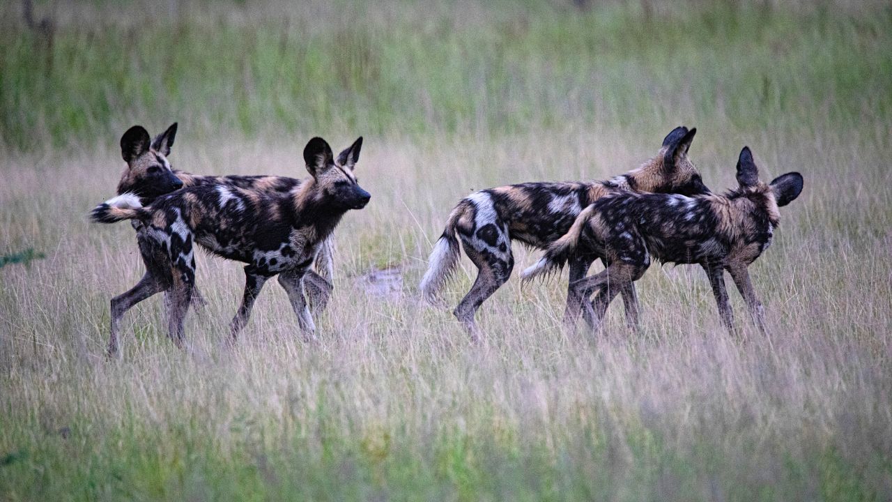 A group of wild dogs playing together in long tall grass, South Luangwa National Park, Zambia.