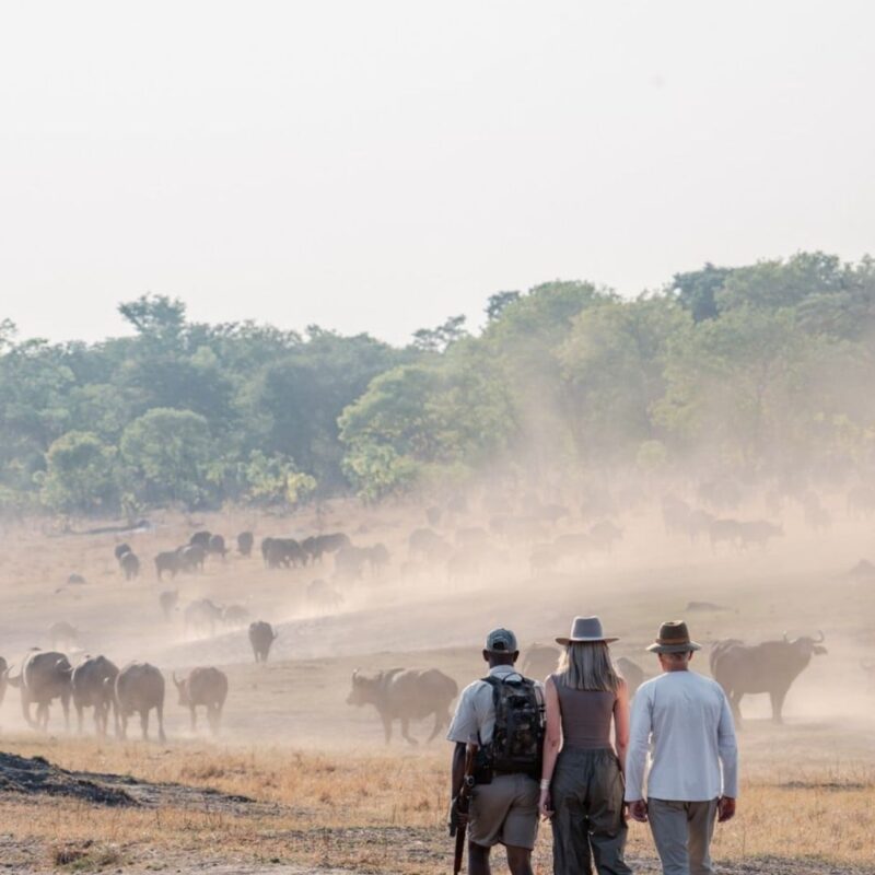Walking safari guests viewing buffalo herd across dusty plains.