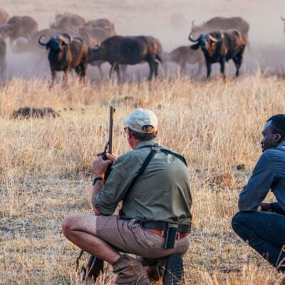 Armed guide with guests crouching near buffalo herd walking safari.