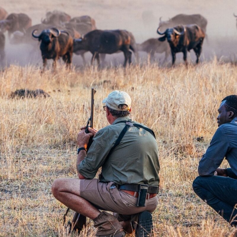 Armed guide with guests crouching near buffalo herd walking safari.