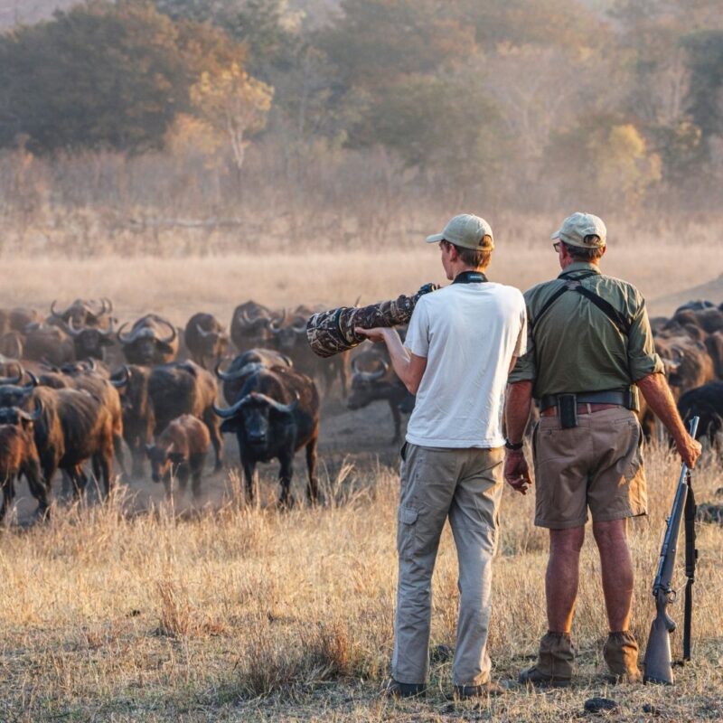Armed guide and photographer viewing buffalo on walking safari Africa.