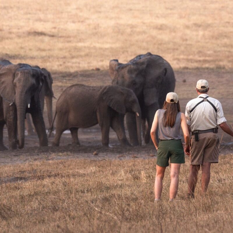 Guide and guest observing elephants at waterhole on walking safari.