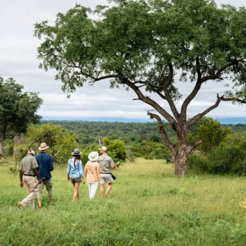 Guides leading guests through green savannah on walking safari.