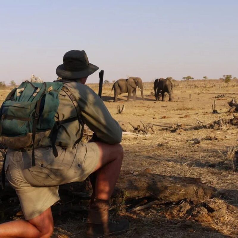 Guide crouched with rifle watching elephants on walking safari.