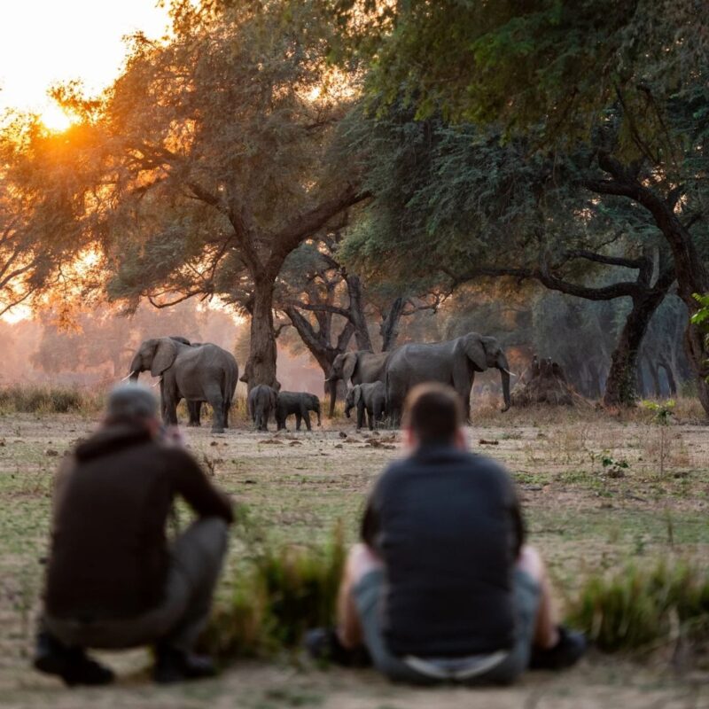 Guests crouched watching elephants at sunset on walking safari.