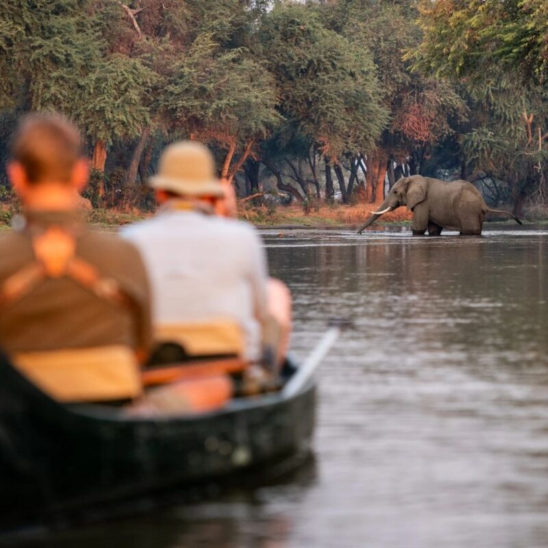Guests in canoe watching elephant in water on safari.