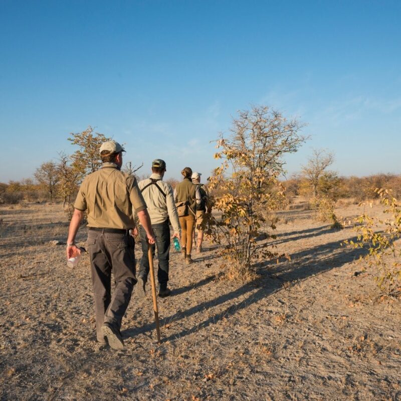 Guests walking through bush on guided walking safari Africa.