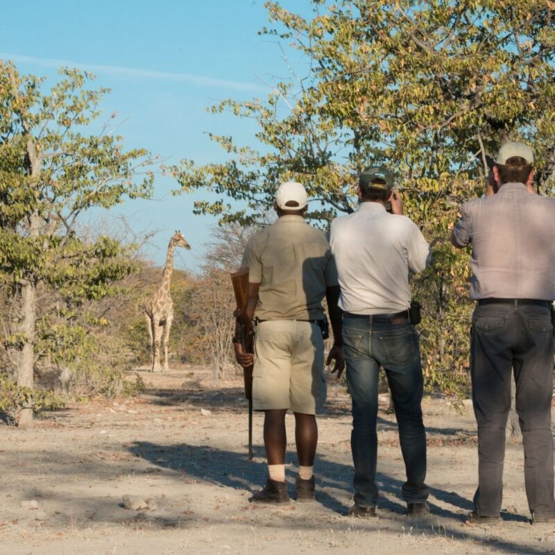 Walking safari guests observing giraffe up close in African bush.