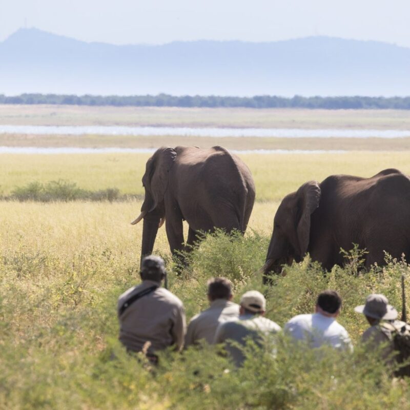 Guests watching elephants from bush on walking safari Africa.