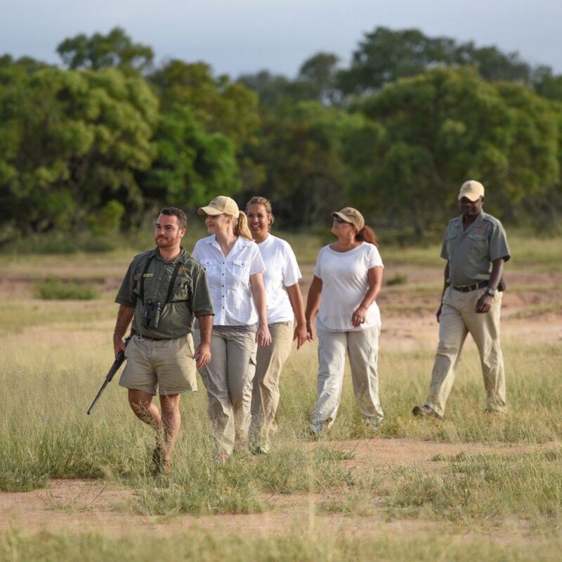 Two guides leading three guests on walking safari in African bush.