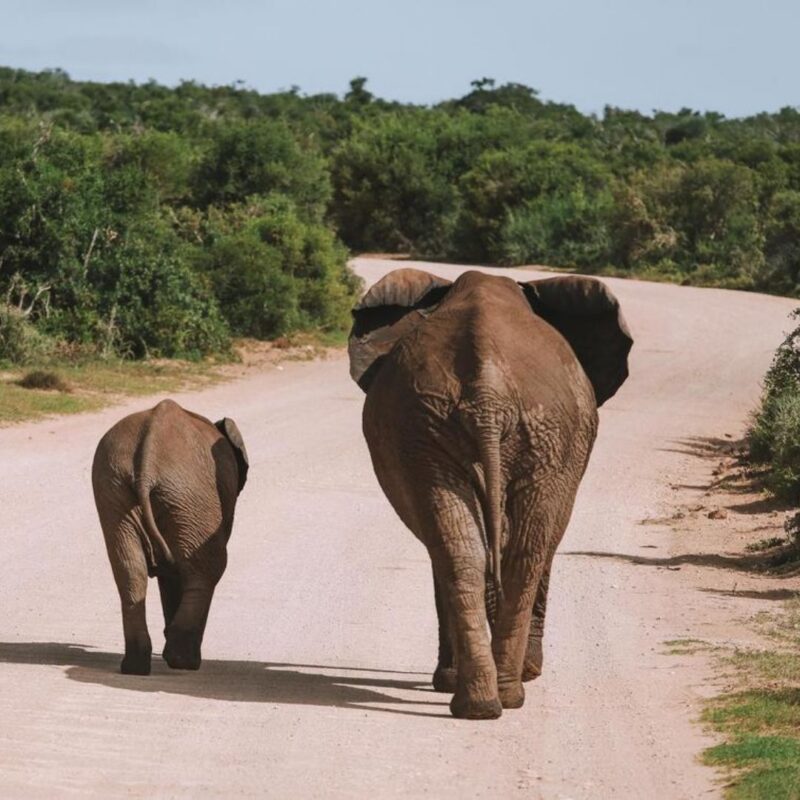 two elephants side by side Addo Elephant National Park, South Africa Malaria Free Safaris