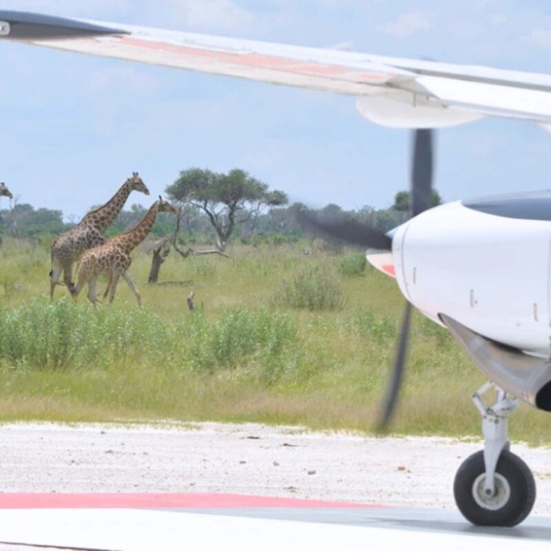 Bush aircraft about to take off with two Giraffe in the background
