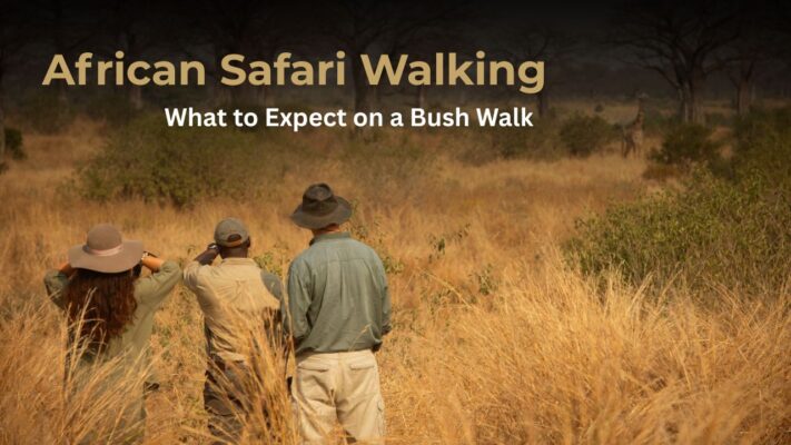 guide with two gusts on walking safari looking at animals in the distance shot taken from the back