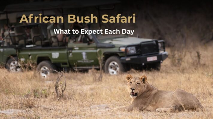 Lion in front of game vehicle - What to expect in an African Safari