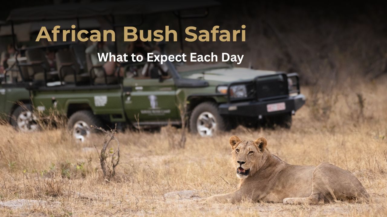 Lion in front of game vehicle - What to expect in an African Safari