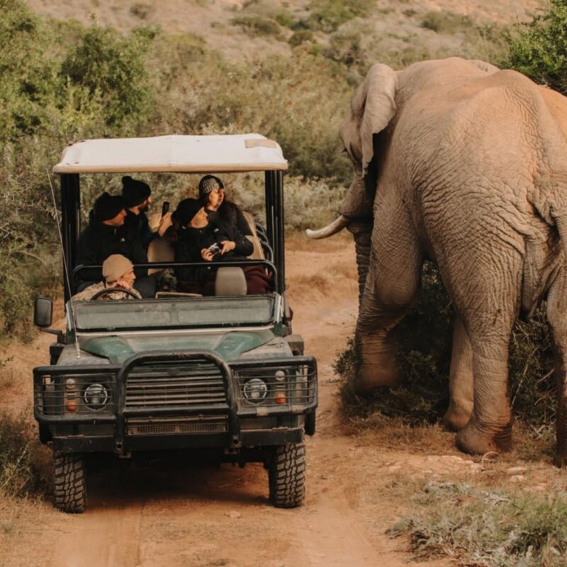 Amakhala National Park, South Africa, Malaria Free Safaris