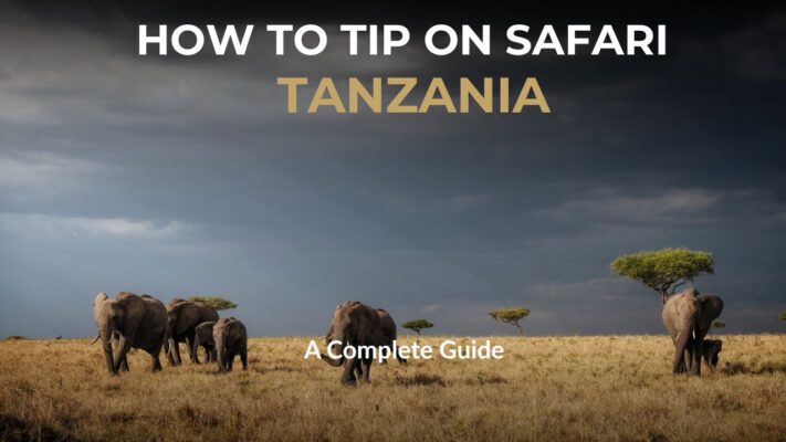 Elephants on plains in Tanzania - Safari Tipping Guide for Tanzania