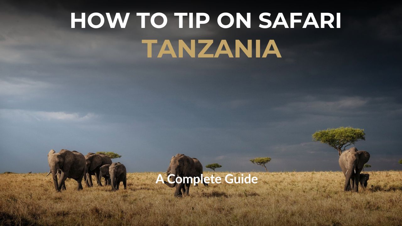 Elephants on plains in Tanzania - Safari Tipping Guide for Tanzania