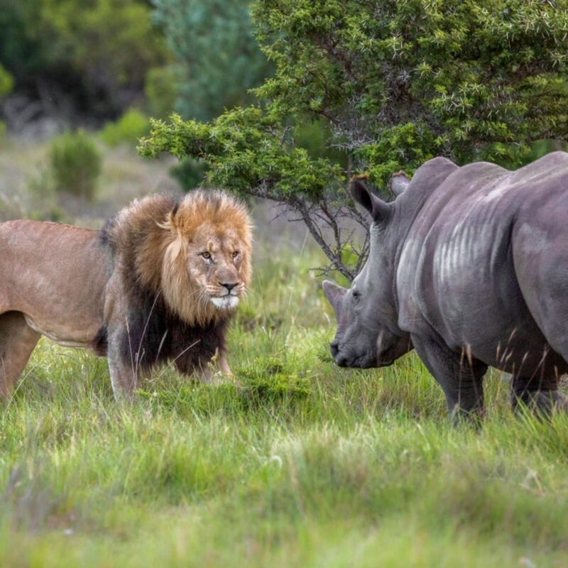 Lion facing Rhino in bush, Kariega National Park, South Africa, Malaria Free Safaris