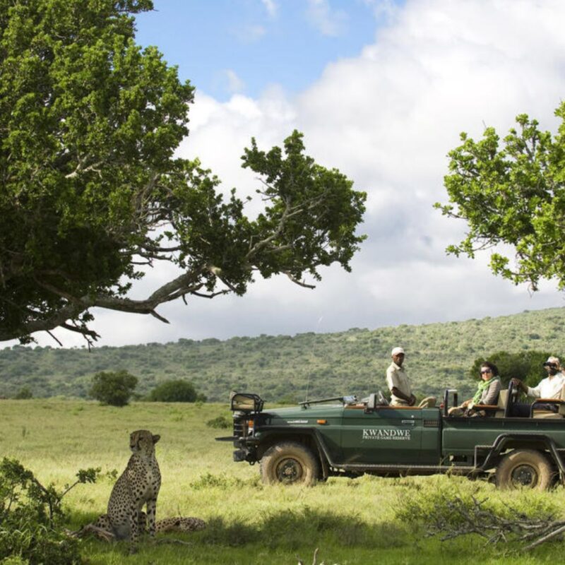 Cheetah sighting from game vehicle, Kwandwe Game Reserve, South Africa, Malaria Free