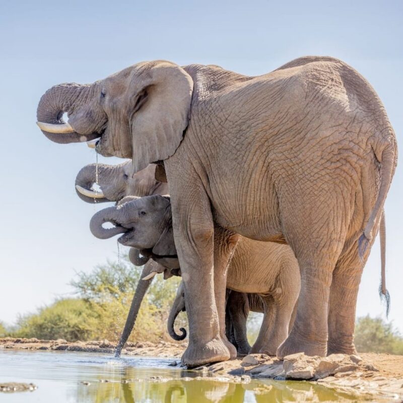 Elephant herd drinking at waterhole in Madikwe Game Reserve.