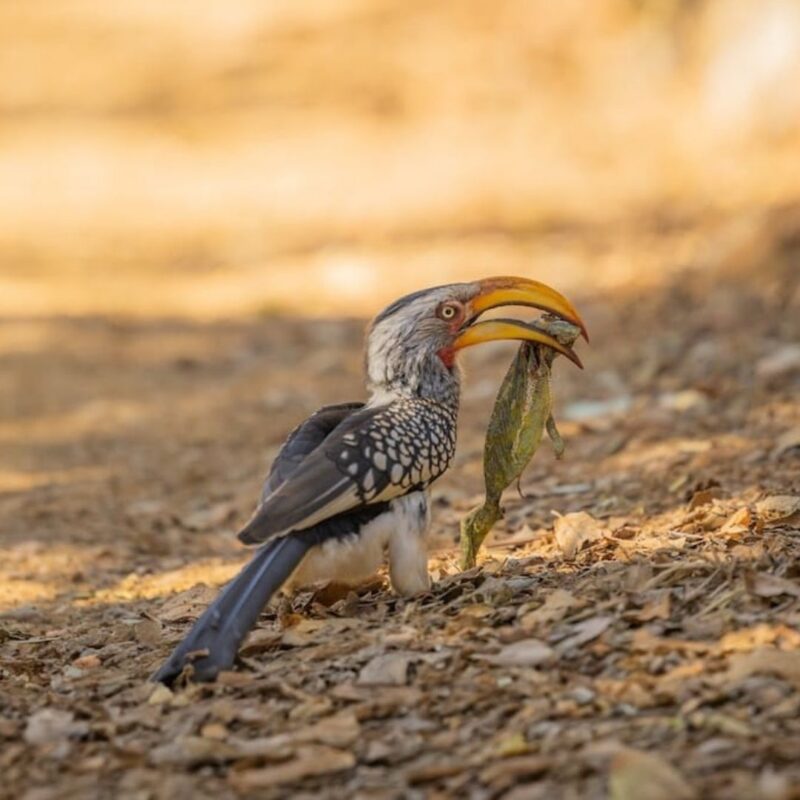 Bird carrying chameleon prey in Madikwe Game Reserve South Africa.