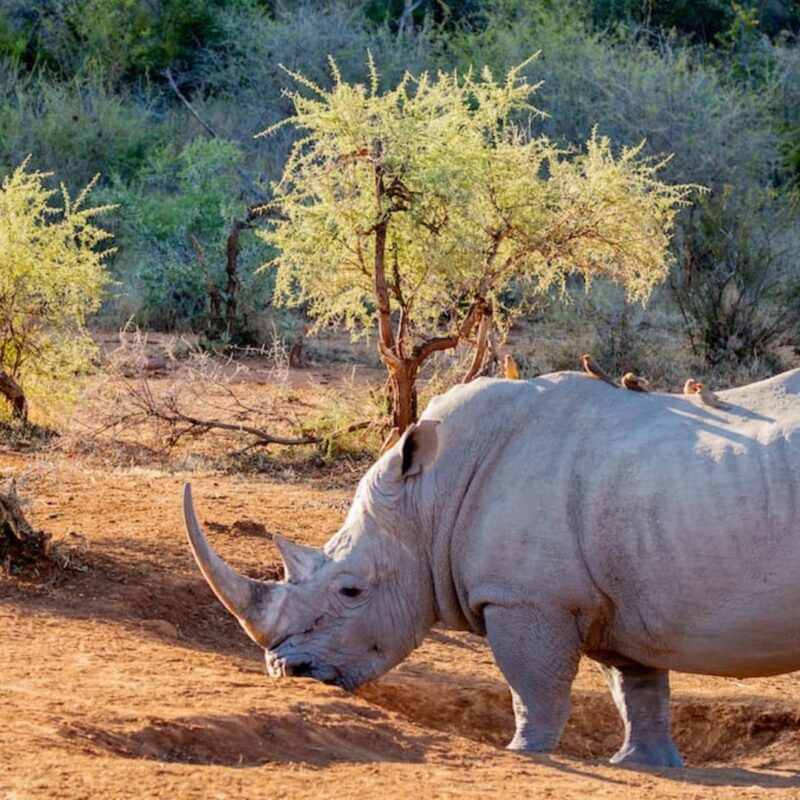 Side view of rhinoceros with large horn in Madikwe bush.