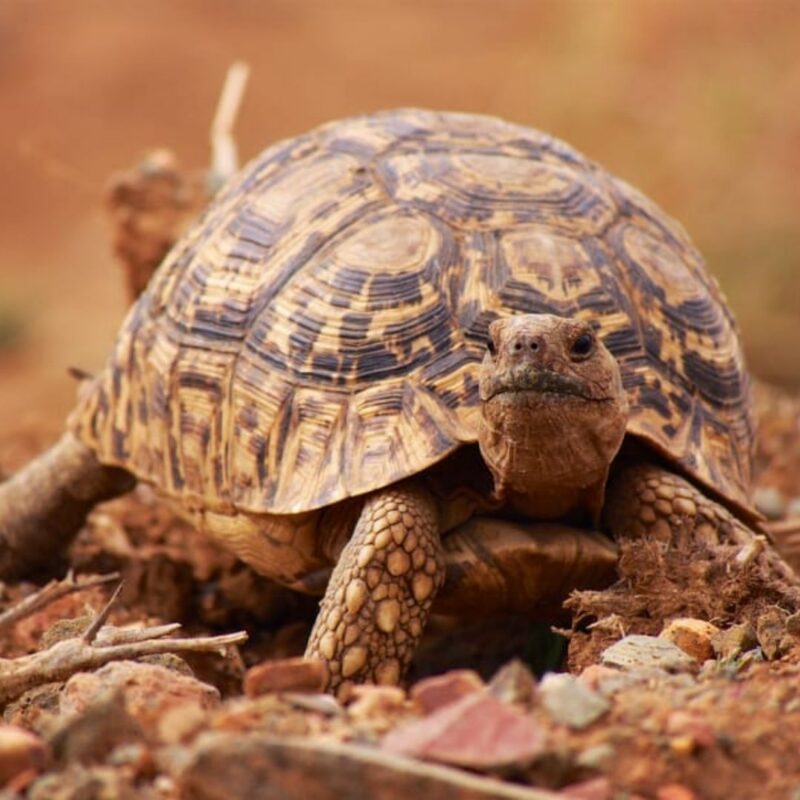 Tortoise close-up with head out of shell in Madikwe Game Reserve.
