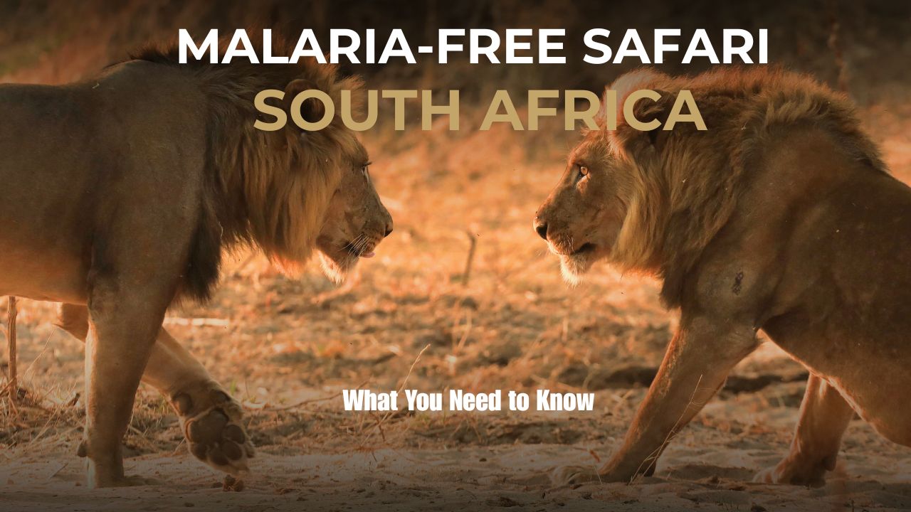 Two lions facing each other for banner showing malaria-free safari areas in South Africa