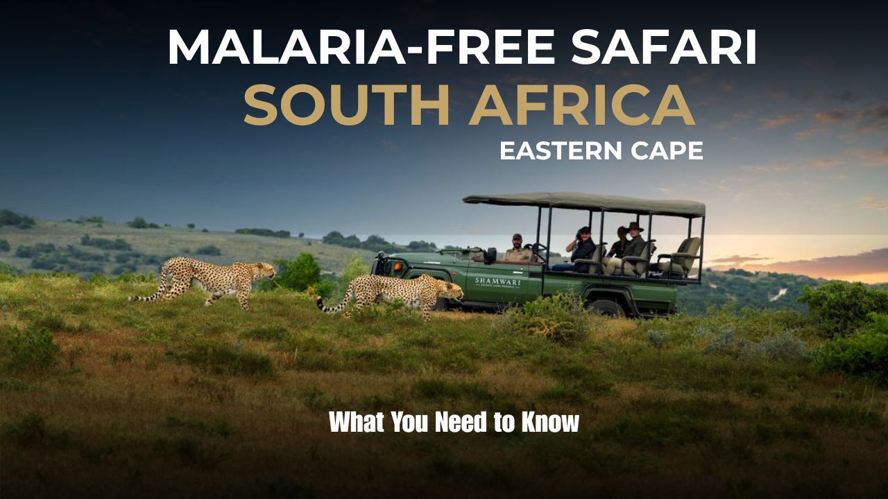 Image of Game vehicle with Cheetah in foreground Malaria Free Safaris In South Africa - Eastern Cape