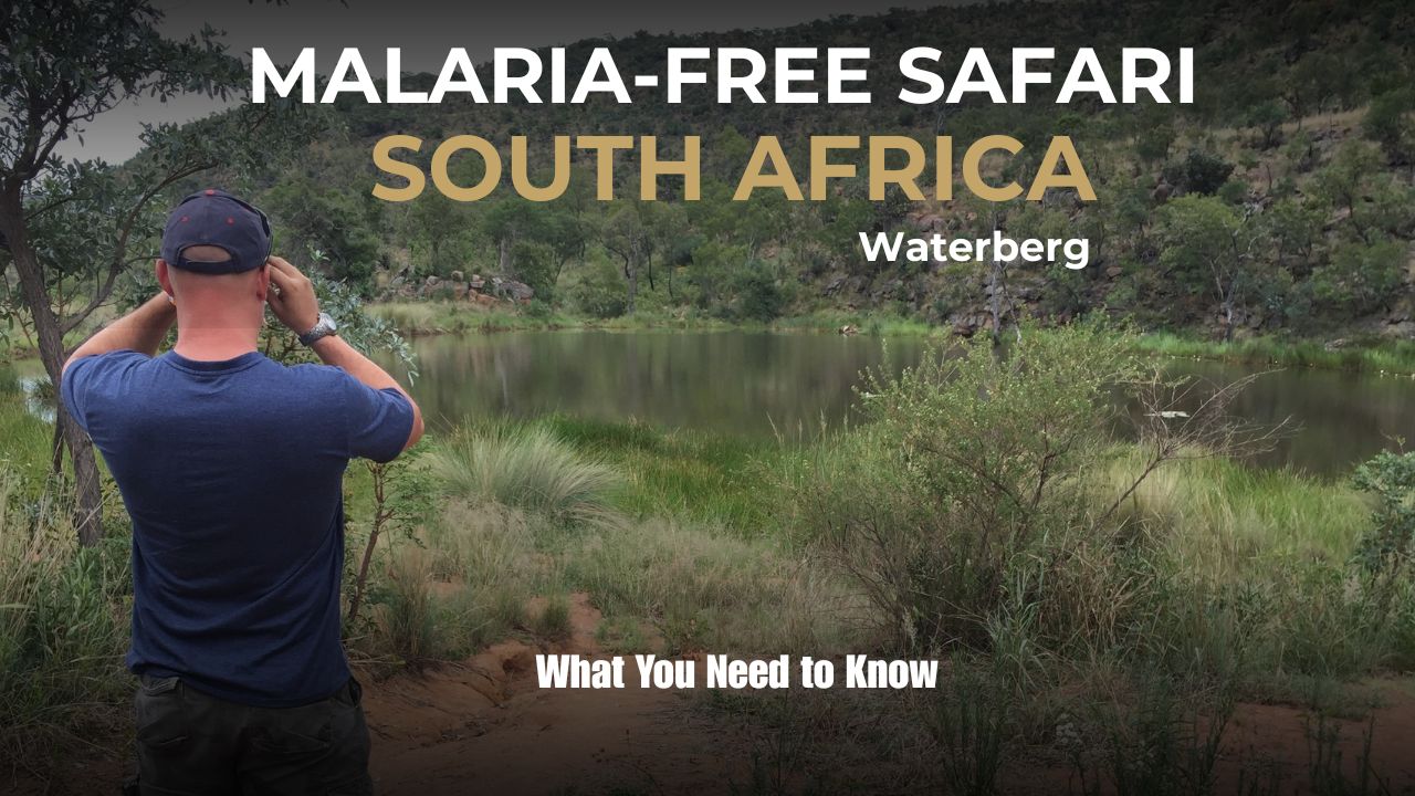 Image of man in bush looking through binoculars Malaria Free Safaris In South Africa - Waterberg