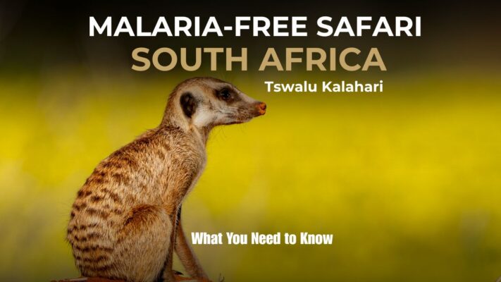 Image of Meerkat Malaria Free Safaris In South Africa - Tswalu Kalahari