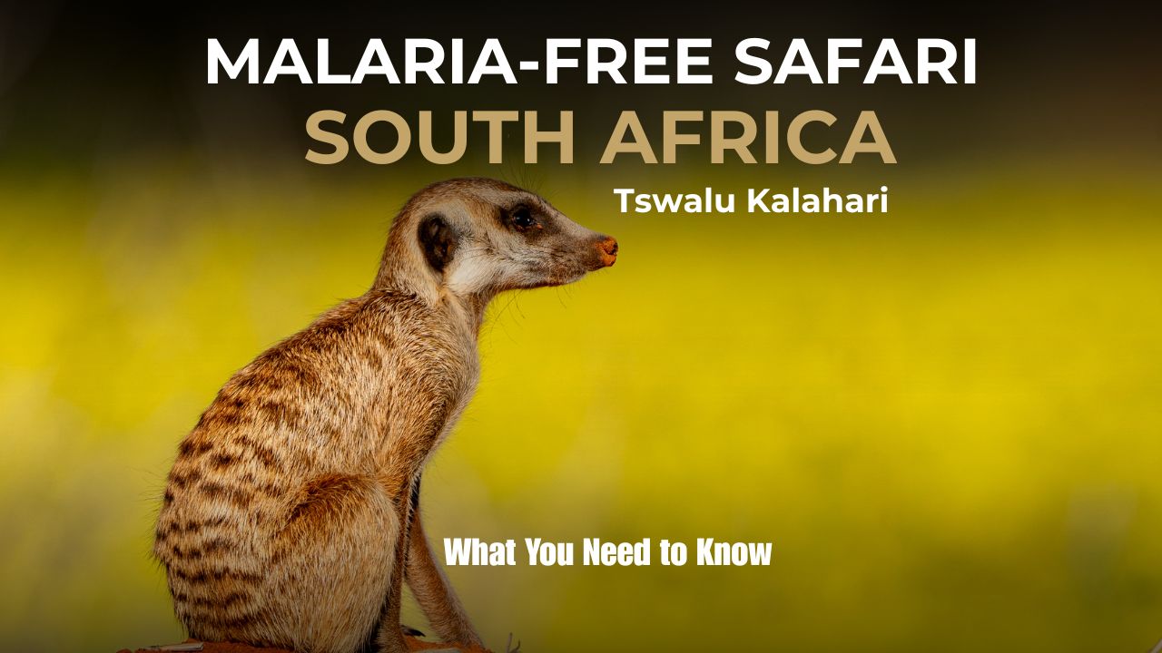 Image of Meerkat Malaria Free Safaris In South Africa - Tswalu Kalahari