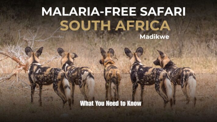 Image of pack of Wild Dogs Malaria Free Safaris In South Africa - Madikwe