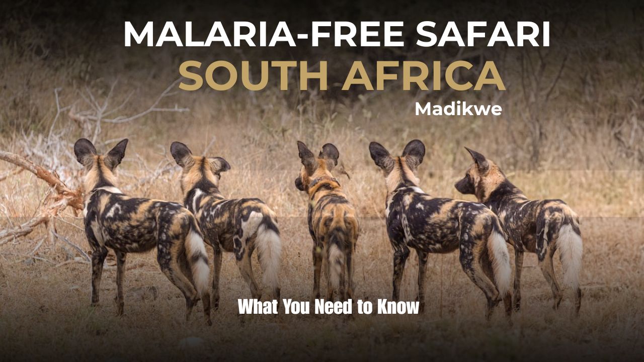 Image of pack of Wild Dogs Malaria Free Safaris In South Africa - Madikwe