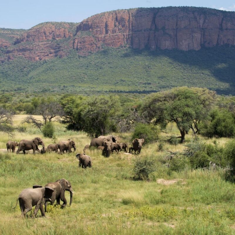 Elephants walking in the bush at Marakele National Park, Marataba Mountain Lodge
