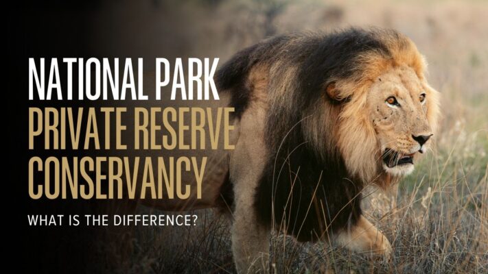 Large male lion in bush with banner wording explaining Safaris in national parks