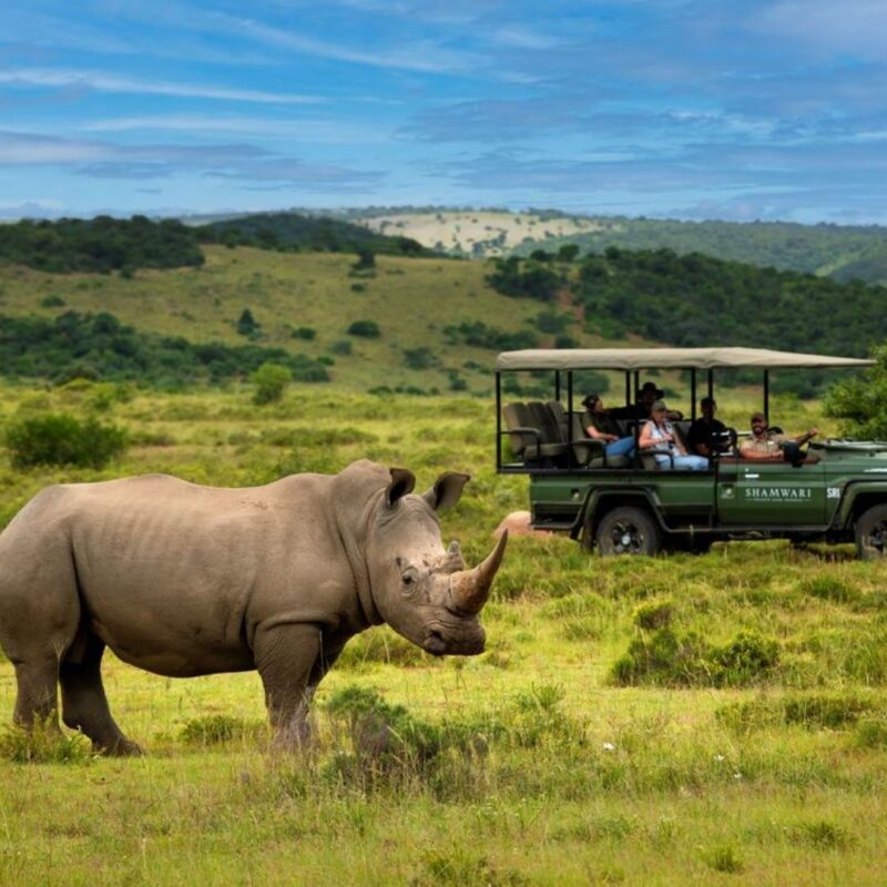Rhino in foreground with safari vehicle in background at Shamwari.