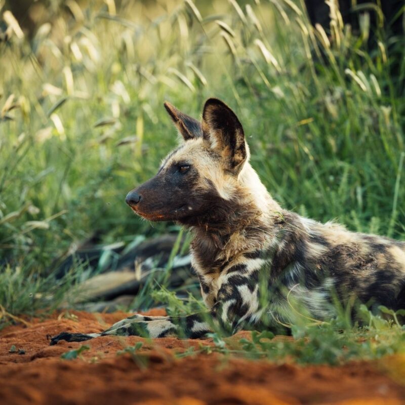 African wild dogs in Kalahari wilderness at Tswalu South Africa.