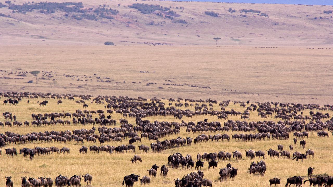 Open plains on the Wildebeest Migration