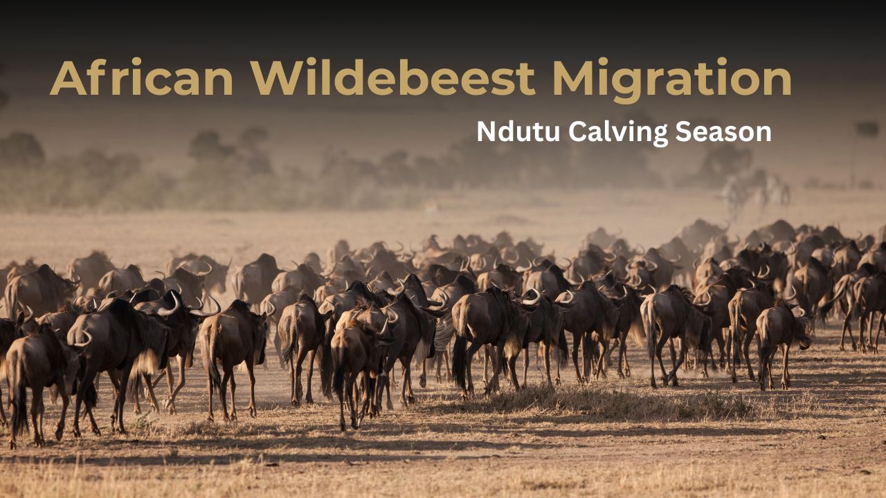 Wildebeest in huge herd during calving season of the great migration in Africa