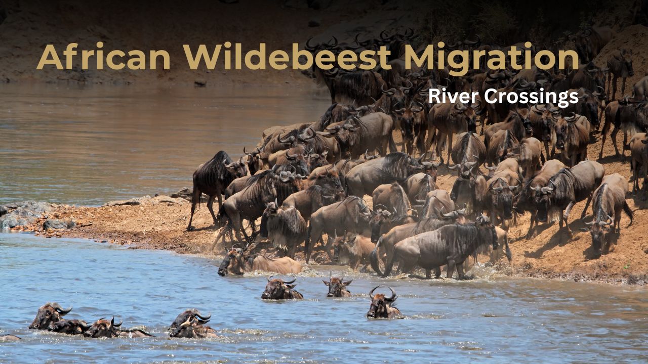 Wildebeest during a river crossing on the Great African migartions