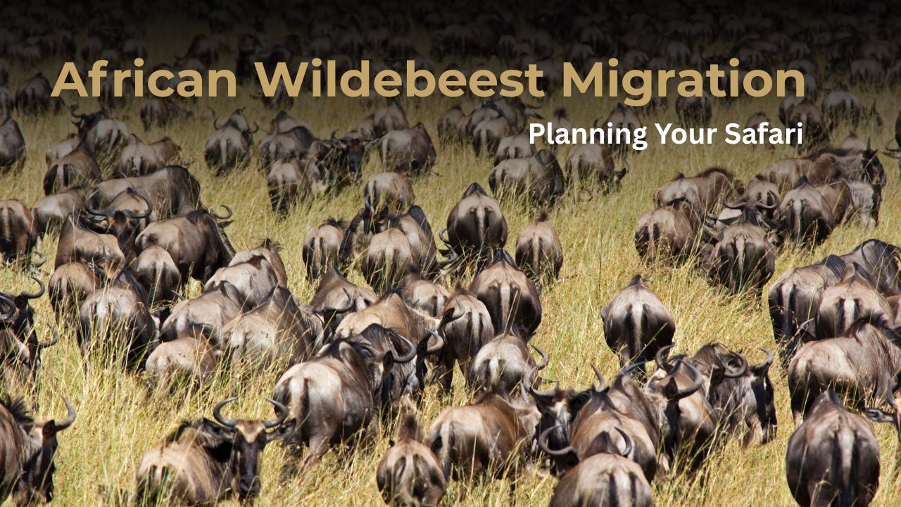 Wildebeest Herd during the Great African Migration, taken from back on grass plains close up