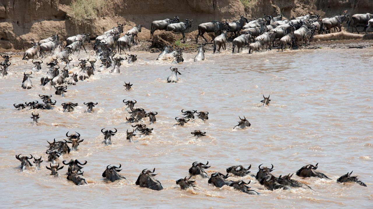 Wildebeest during a river crossing on the Great African Migration