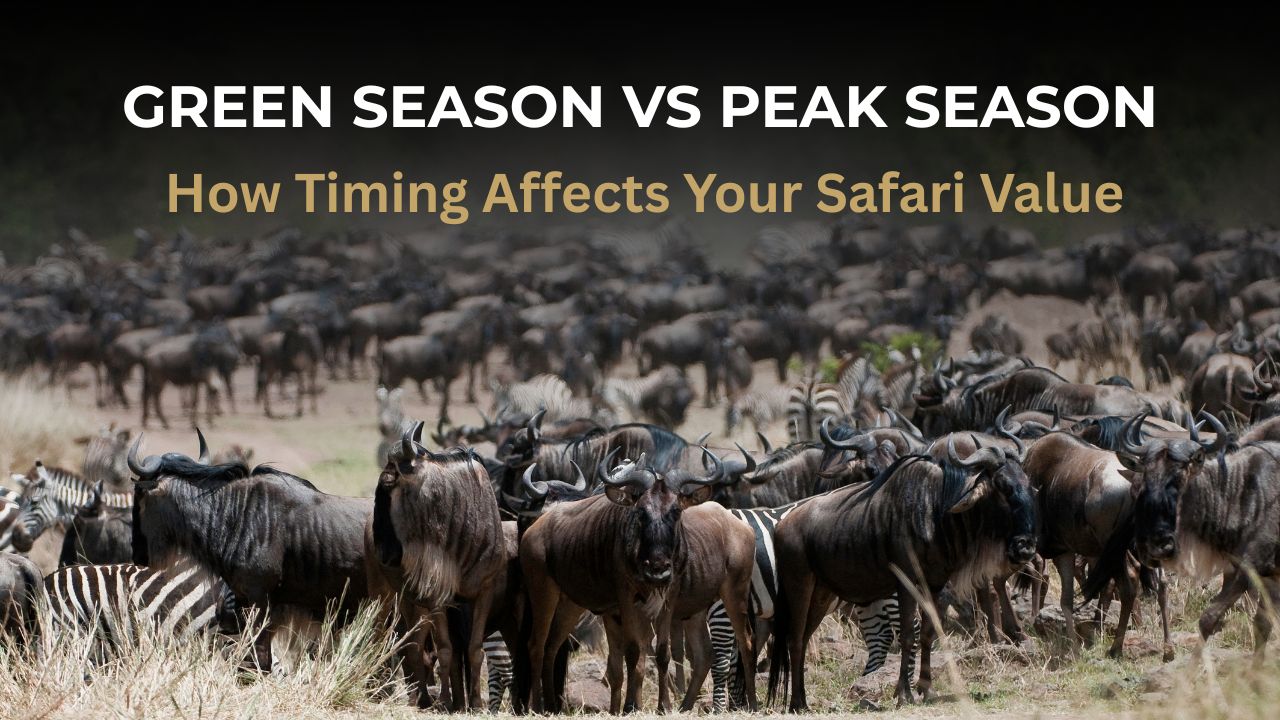 Image with huge herd of Wildebeest on Migration with the words "Green Season vs Peak Season: How Timing Affects Your Safari Value"