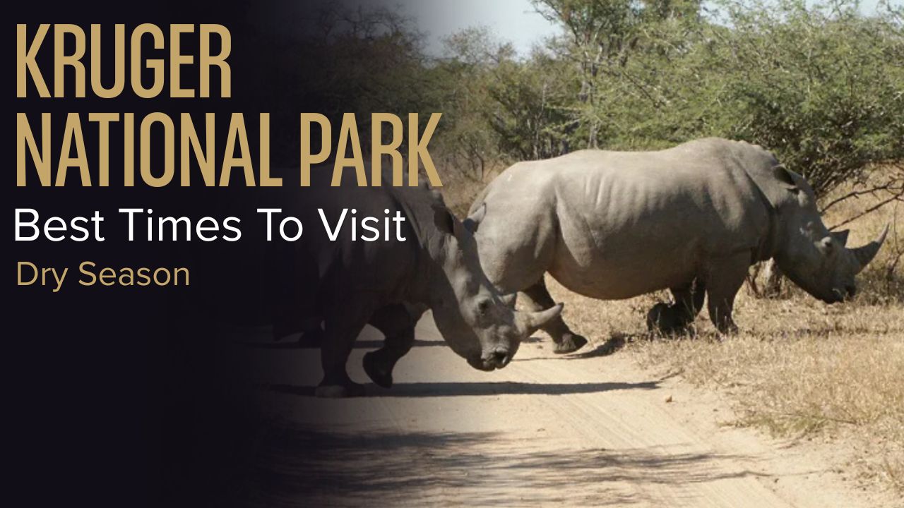 White rhino crossing a dry road in Kruger National Park, South Africa.